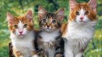 Misteri Kucing yang Memiliki 9 Nyawa, Benarkah?