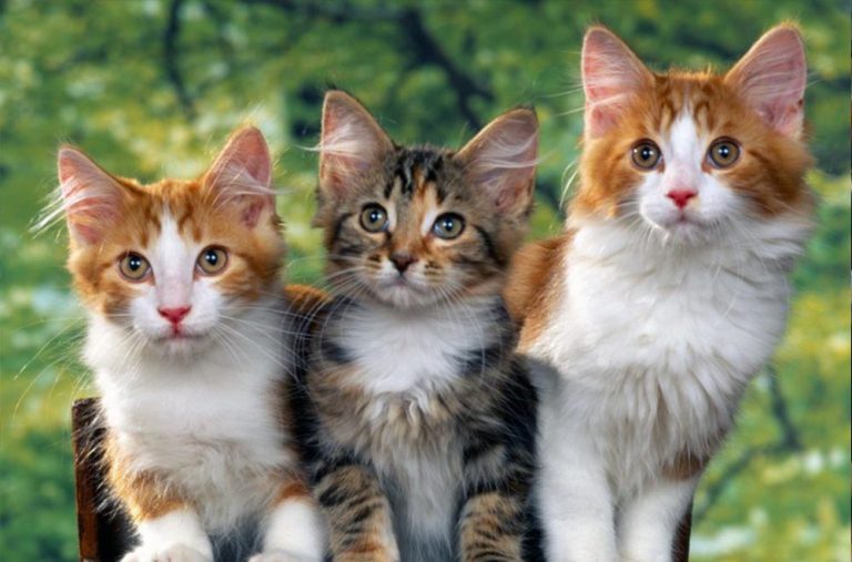 Misteri Kucing yang Memiliki 9 Nyawa, Benarkah? 2 Misteri Kucing Yang Memiliki 9 Nyawa Benarkah