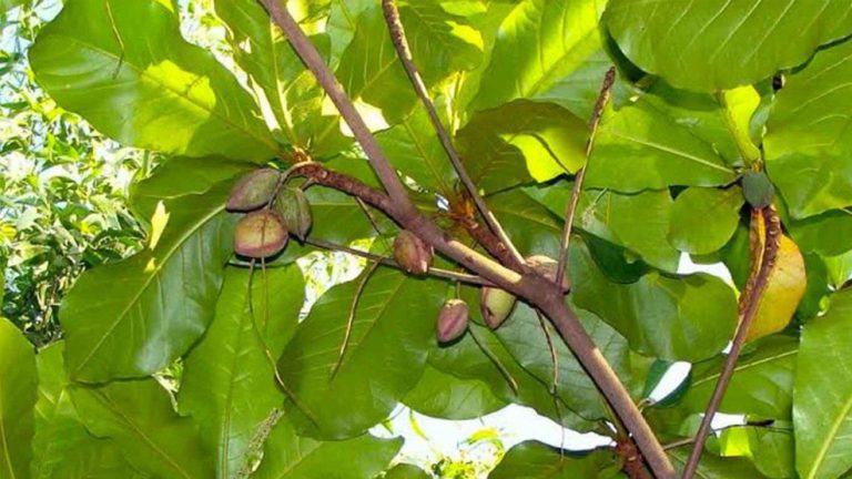Biji Ketapang Ternyata Mampu Bikin Isteri Makin Sayang 1 Biji Ketapang Ternyata Mampu Bikin Isteri Makin Sayang