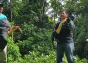 Populasi Makin Berkurang, Burung Julang Sulawesi Masih Jadi Sasaran Perburuan Liar