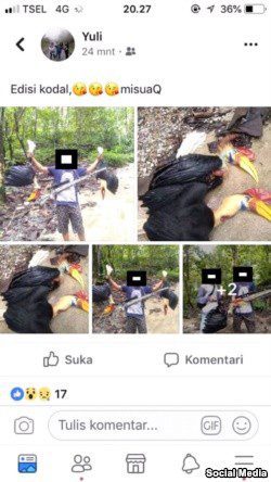 Populasi Makin Berkurang Burung Julang Sulawesi Masih Jadi Sasaran Perburuan Liar 2
