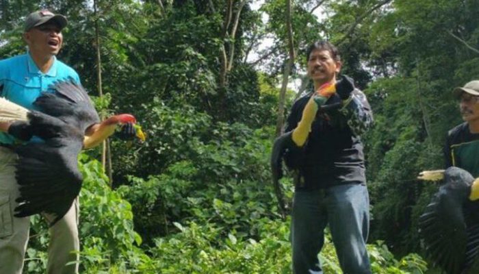 Populasi Makin Berkurang, Burung Julang Sulawesi Masih Jadi Sasaran Perburuan Liar