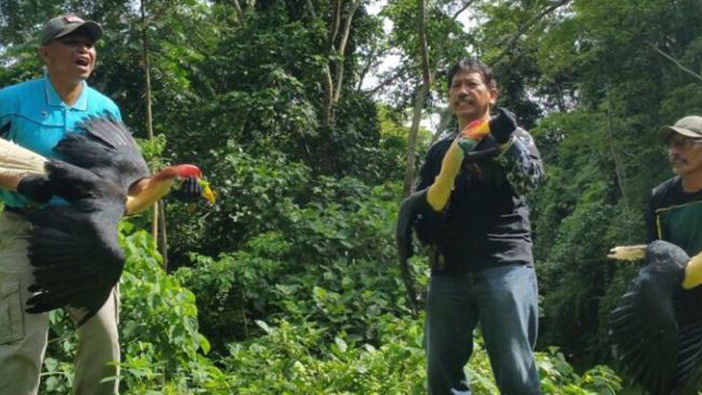 Populasi Makin Berkurang, Burung Julang Sulawesi Masih Jadi Sasaran Perburuan Liar