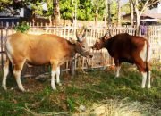 Warga Biring Romang Akan Kurban 48 Ekor Sapi dan 10 Ekor Kambing