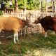 Warga Biring Romang Akan Kurban 48 Ekor Sapi dan 10 Ekor Kambing