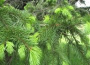 Cara Memanfaatkan Daun Pinus sebagai Obat Stroke