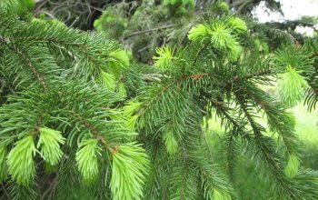 Cara Memanfaatkan Daun Pinus sebagai Obat Stroke