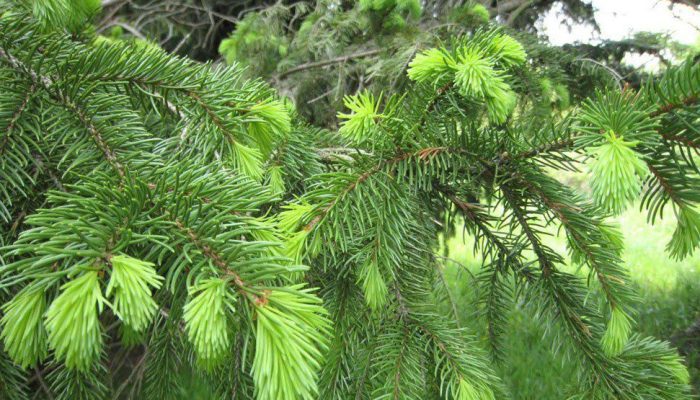Cara Memanfaatkan Daun Pinus sebagai Obat Stroke