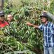 Limbah Kulit Kopi sebagai Pupuk Organik