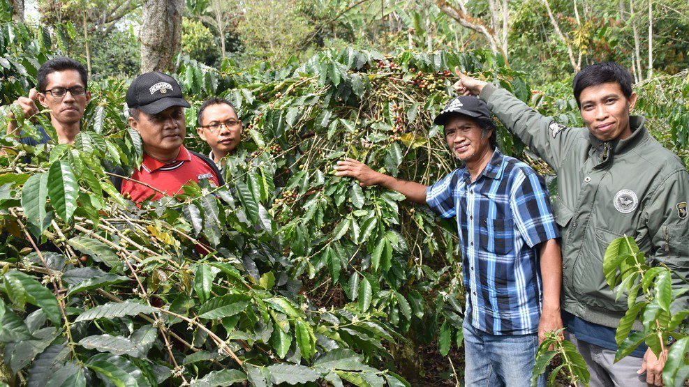 Limbah Kulit Kopi sebagai Pupuk Organik