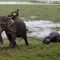7 Gajah Mati Tersengat Listrik saat Cari Makan di Luar Hutan