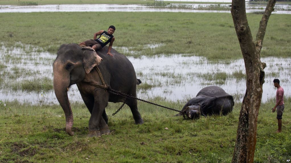 7 Gajah Mati Tersengat Listrik saat Cari Makan di Luar Hutan