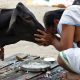Hindu Garis Keras di New Delhi Paksa Toko Daging Sapi Ditutup