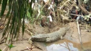 Makin Meresahkan Warga, Seekor Buaya Ditangkap BKSDA