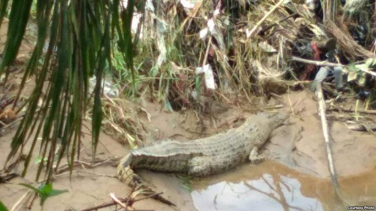 Makin Meresahkan Warga Seekor Buaya Ditangkap BKSDA 1