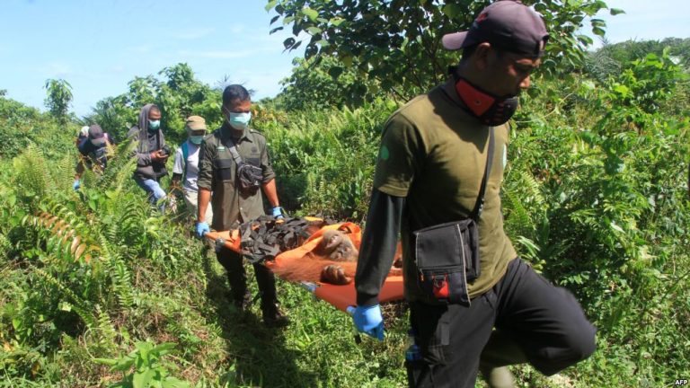 Proyek PLTA Didanai China Ancam Habitat Orangutan Terlangka di Dunia 4 Proyek PLTA Didanai China Ancam Habitat Orangutan Terlangka di Dunia 1