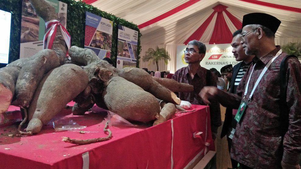 Singkong Raksasa Berbobot 187 Kg di Pameran Rakernas LDII 2018 03