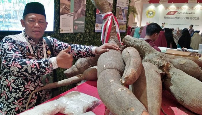 Singkong “Raksasa” Berbobot 187 Kg di Pameran Rakernas LDII 2018