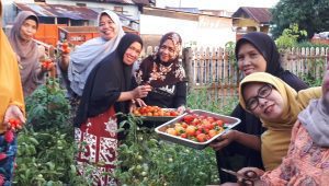Panen Sayuran, Kelompok Wanita Tani Melati Kelurahan Bangkala Sukses Kelola Kebun Binaan