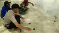 75 Ekor Tukit di Pulau Cangke kembali di Lepas ke Laut