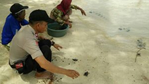75 Ekor Tukit di Pulau Cangke kembali di Lepas ke Laut