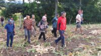 Pemprov Sulsel akan membuat Kebun Buah percontohan di Lejja Soppeng