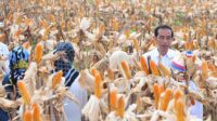 Presiden Jokowi Panen Raya Jagung di Gorontalo
