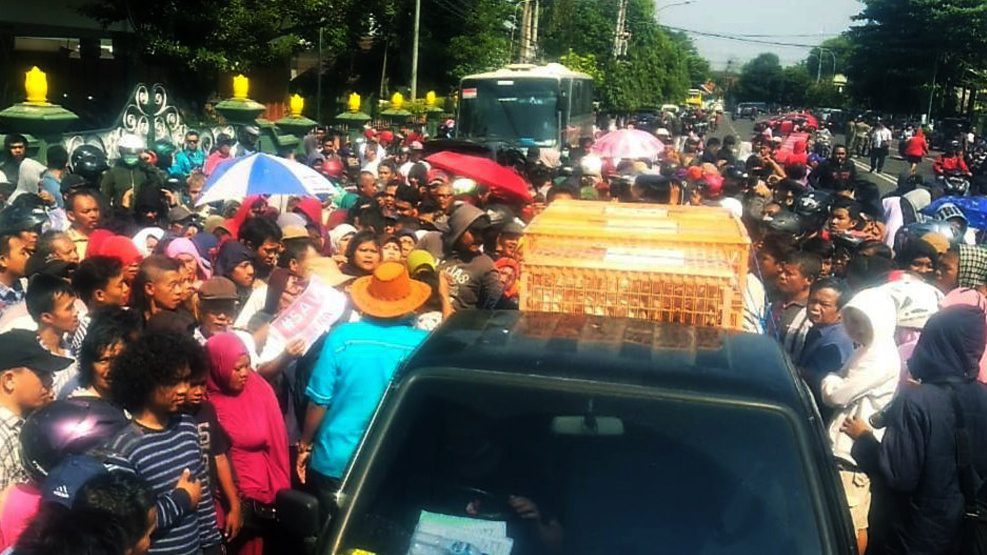 Harga Anjlok, Peternak Bagikan Ribuan Ayam Gratis