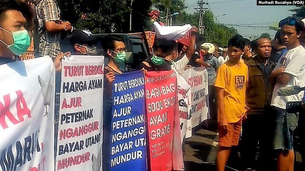 Harga Anjlok, Peternak Bagikan Ribuan Ayam Gratis 2 Harga Anjlok, Peternak Bagikan Ribuan Ayam Gratis