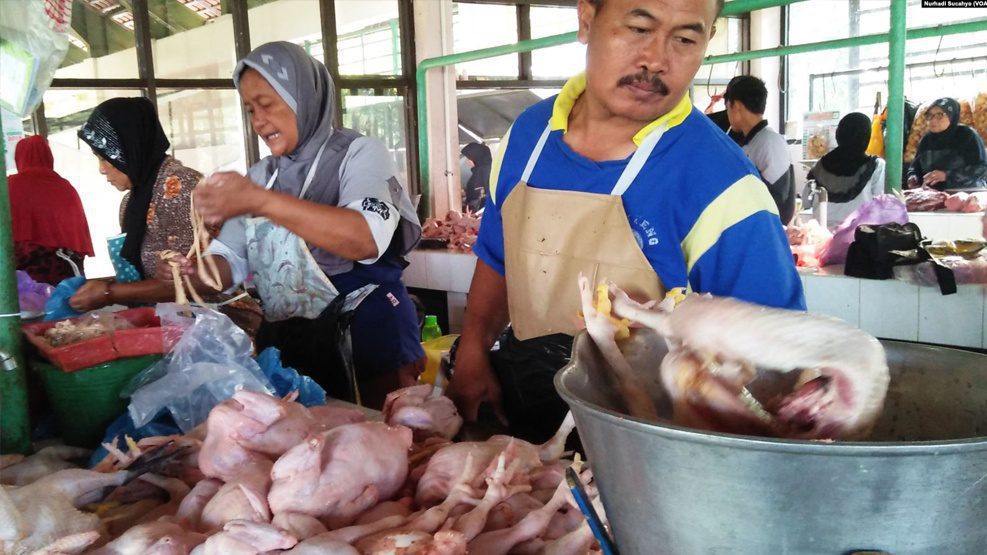Harga Anjlok, Peternak Bagikan Ribuan Ayam Gratis 3 Harga Anjlok, Peternak Bagikan Ribuan Ayam Gratis