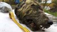 Kepala Serigala Berusia 40 Ribu Tahun Ditemukan