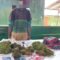 Prajurit Satgas Yonif 126/KC Tangkap Pembawa Ganja di Perbatasan