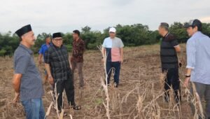 Unismuh Bakal Jadi Pusat Pembibitan Ayam Buras di Luar Jawa