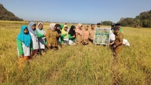 Pangkep Mulai Kembangkan Padi Organik