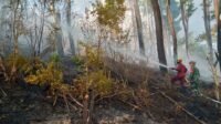 Dinas Kehutanan KPH Bulusaraung Berhasil Padamkan Kebakaran Hutan di Tompobulu