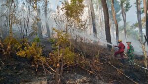 Dinas Kehutanan KPH Bulusaraung Berhasil Padamkan Kebakaran Hutan di Tompobulu