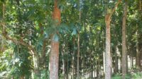 Dishut Sulsel Reboisasi Kawasan Hutan yang Rusak