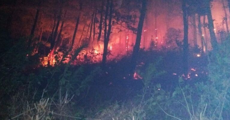 Gubernur Instruksikan Tangkap Pelaku Pembakaran Hutan