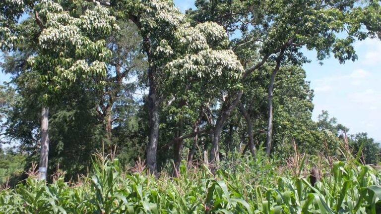 Antisipasi Karhutla, Faisal Himbau Masyarakat Tidak Membakar Hutan 8 Hutan Sulsel