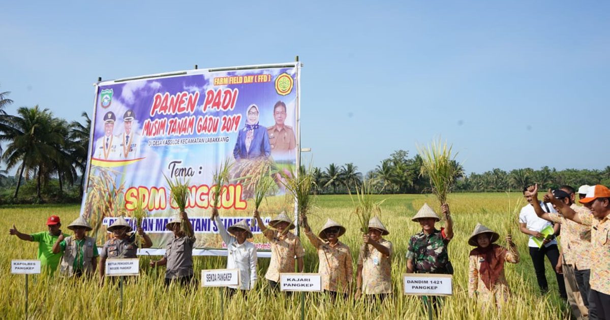 Wabup Pangkep Panen Raya Beras Merah di Labakkang