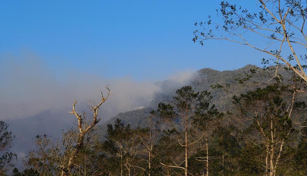 Kebakaran Hutan2
