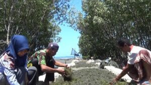 Kemarau Panjang Produksi Rumput Laut Anjlok