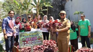 Iqbal Suhaeb Panen Cabai & Sayur di Kecamatan Bontoala dan Manggala