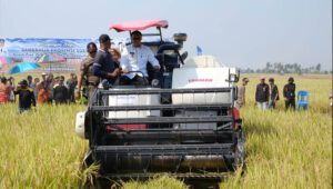 Nurdin Abdullah Panen Raya Padi  Disaksikan Ribuan Masyarakat Pinrang