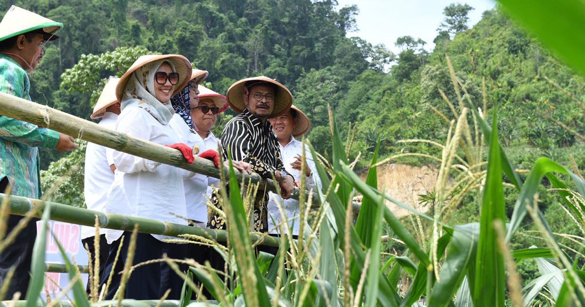 Mentan Syahrul YL Tanam Jagung bersama di Mamuju, Sulbar