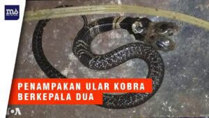 Penampakan Ular Kobra Berkepala Dua Hebohkan Warga India