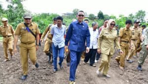 Pemprov Gagas Dua Varietas Baru Jagung untuk Pasar Internasional