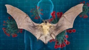 Diduga jadi Biang Virus Corona, Inilah Hukum memakan Kelelawar dalam Islam?