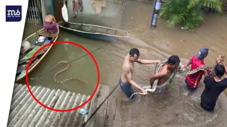 Teror Ular Saat Banjir di Jakarta 6 maxresdefault 5