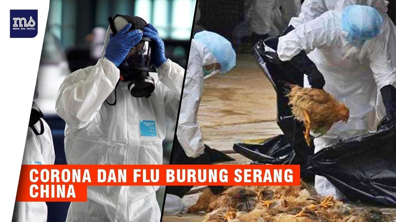 Belum Hilang Virus Corona, China kembali Diserang Virus Flu Burung H5N1